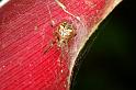 ZZ_ZZ382_D5302_Z_89_Milaa Milaa_Australie